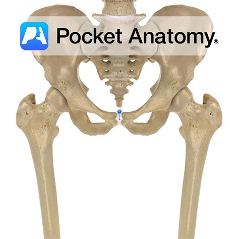 Pubis - pubic symphysis - Pocket Anatomy