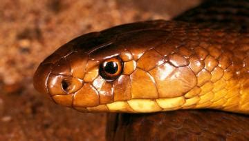 Snakes in New Zealand: How many have been found here? | Newshub