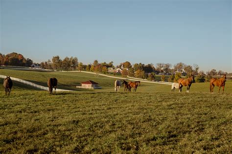 Calumet Farm