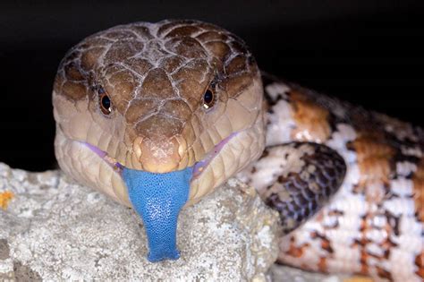 Blue-tongued Skink Facts, Habitat, Diet, Pet Care, Babies, Pictures