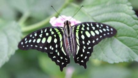 A butterfly from Amazon rainforest - Butterflies & Animals Background Wallpapers on Desktop ...