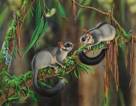 Leadbeater's Possum (Gymnobelideus leadbeateri) Australian Wildlife Art by Natalie Jane Parker