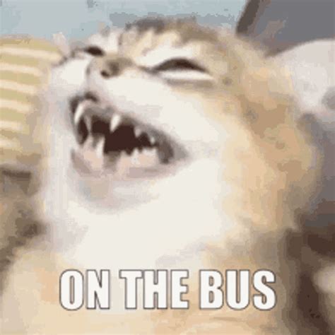 On The Bus Cat GIF - On The Bus Cat Laughing - Discover & Share GIFs