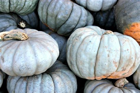 The Ultimate Guide to Pumpkin Types and Varieties