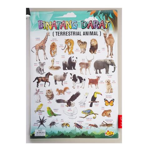 Jual Poster Edukasi Anak PAUD TK SD Hewan Binatang Darat | Shopee Indonesia