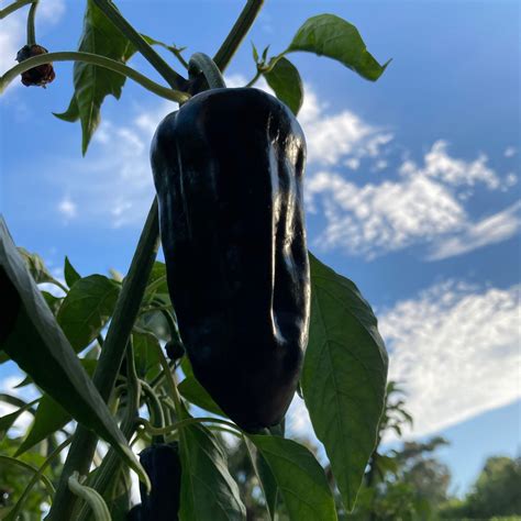 Poblano Pepper Seeds | Tyler Farms