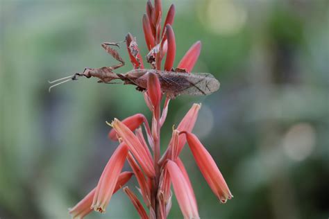 Praying Mantis Flower Camouflage | Best Flower Site