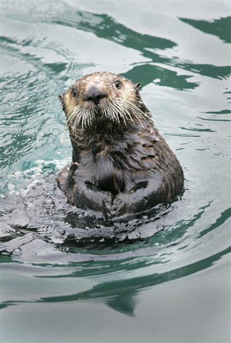 Sea otter in Alaska. | Good Nature Travel Blog