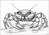 Crab Coloring Pages sketch template
