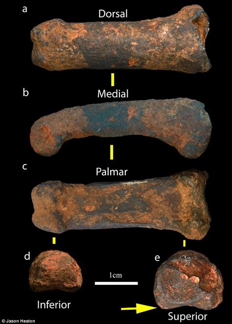 Are unique fossils found at South Africa's 'cradle of life' a new human ancestor? | Daily Mail ...