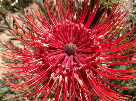 Jenni's beads: I Heart Macro - Australian native flora.