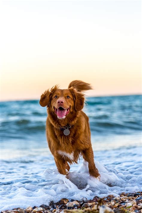 Beach Dog Wallpapers - Wallpaper Cave