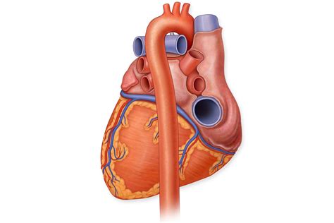 Anatomy of the Heart: Aorta