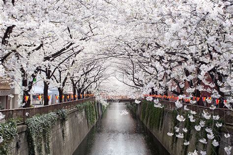 Japan Tourist Attractions Cherry Blossom - Travel News - Best Tourist ...