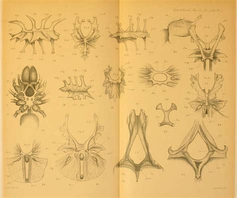 Theraphosidae anatomy, Arachnida anatomy Image: PICRYL - Public Domain ...