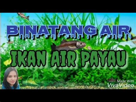 Binatang apa yang hidup di air payau? - YouTube