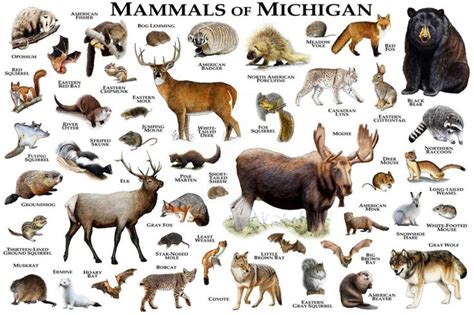 Mammals of Michigan Poster Print / Michigan Mammals Field - Etsy ...