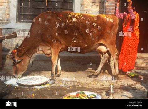 Worship of the Cow, Tihar, Katmandu, Nepal Stock Photo - Alamy