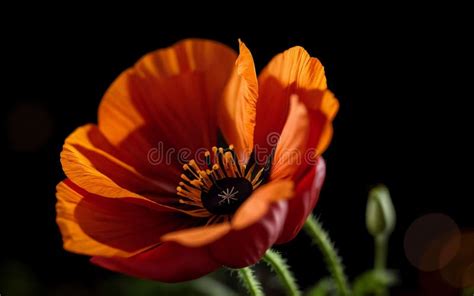 Stylized Red Poppy on Black Remembrance Day Symbol Stock Illustration ...