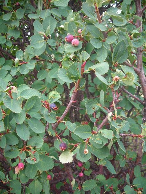 Is this a Chokecherry? Tree identification (trees forum at permies)