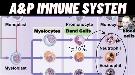 WBC Maturation, Bands/Segs, CBC with Diff, Order of Draw, Blood Tube ...