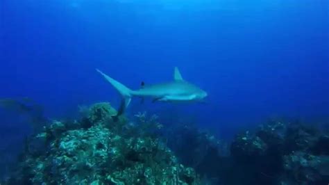 Grand Bahama Island Scuba Diving - YouTube