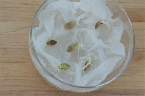 Germinating Zucchini Seeds Indoors Using a Glass Dish