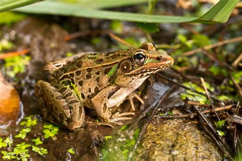 Southern leopard frog (Lithobates sphenocephalus) - The Lazy Naturalist - Sarasota, Florida