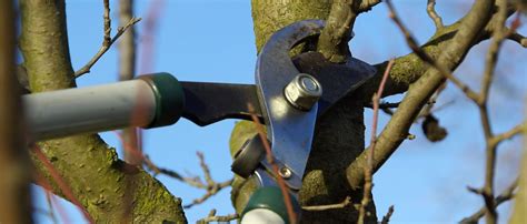 Spring pruning of fruit trees