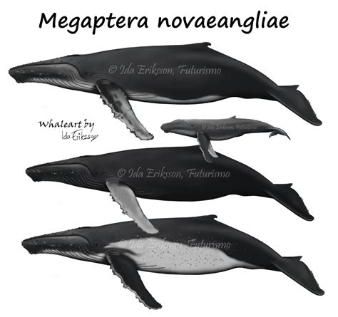 Humpback whale fact sheet - Azores Whales