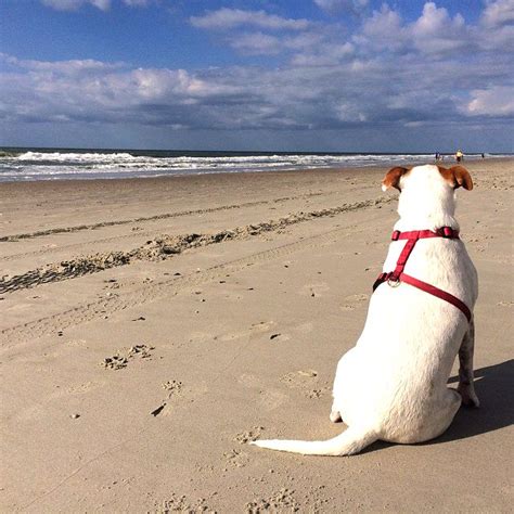 Myrtle Beach, South Carolina - Man's Best Friend also enjoys the view! (Click on the pin for ...