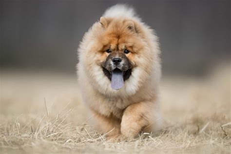 Chow Chow Colors: A Complete Guide For Chow Chow Lovers