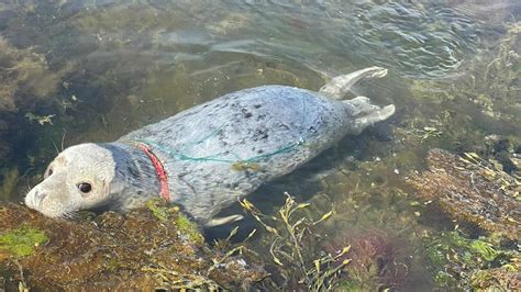 Entangled Seal Rescue in Orkney - British Divers Marine Life Rescue