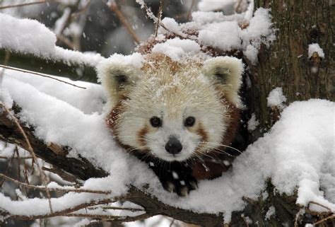 The Firefox… Panda? | The NeoSmart Files