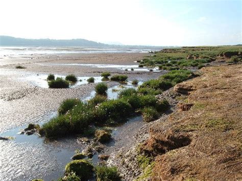 Caerlaverock National Nature Reserve - Alchetron, the free social ...