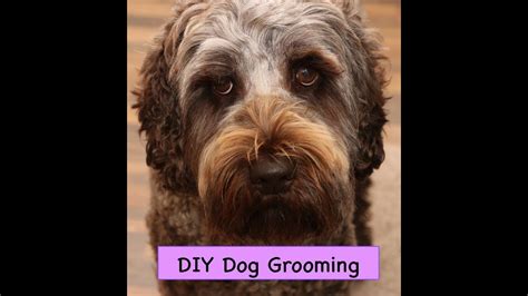 DIY Dog Grooming Tips N Tricks/Basics - YouTube