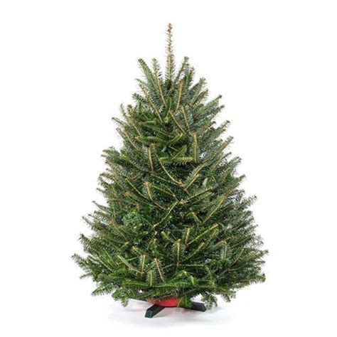 Real Tabletop Christmas Tree with Stand | Real Christmas Trees Delivered