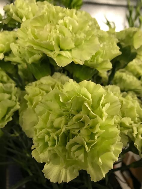 Green Carnations | Green carnation, Green, Flowers