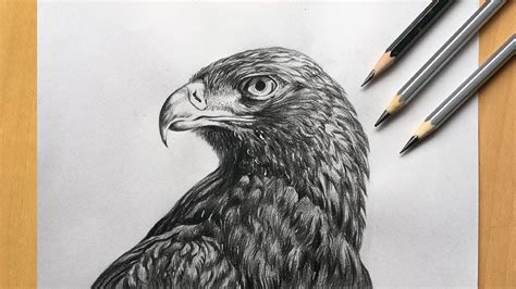 Eagle Head Pencil Drawing Easy