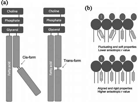 Detection of plasma membrane fluidity by DPH (or TMA-DPH) fluorescence... | Download Scientific ...