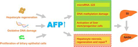 Elevated Serum Alpha-fetoprotein Levels in Non-alcoholic Steatohepatitis: Possible Molecular ...