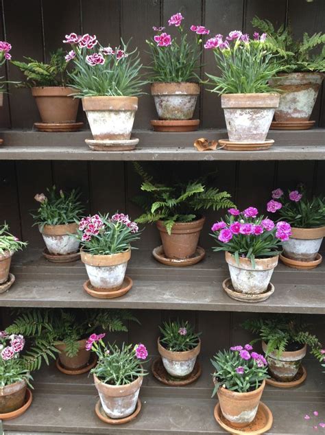 many potted plants and flowers on shelves