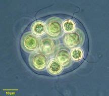 eudorina | Algae, Under microscope, Microscopic