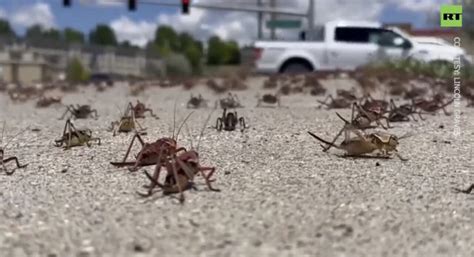 Nevada Town Is Hit With ‘Biblical’ Invasion Of Cannibal Crickets