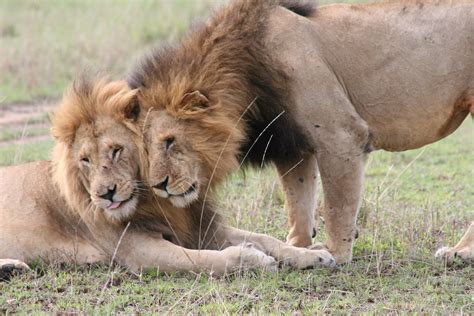 Lion Friends | Two lions obviously like each other in Masai … | Flickr