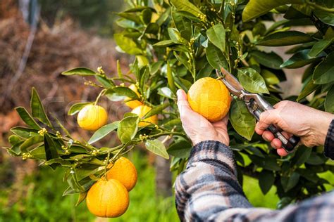 Farmer makes the orange harvest in winter. Agriculture. | Stock image ...