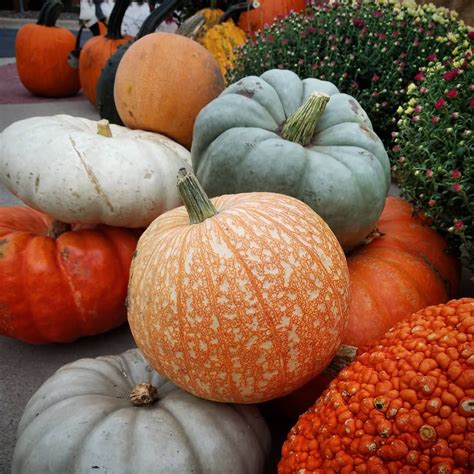 Heirloom pumpkins! | Heirloom pumpkins, Pumpkin, Fall decor