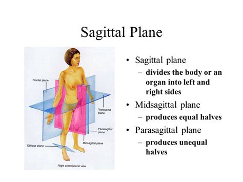 Parasagittal Plane Only