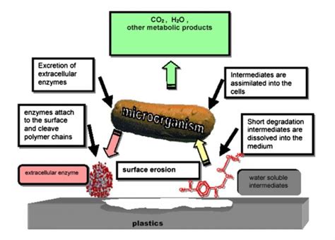 What is the Difference Between Biodegradation and Bioremediation - Pediaa.Com