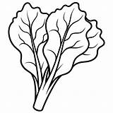 Swiss chard Vegetable Outline coloring Book page Line Art Drawing  sketch template